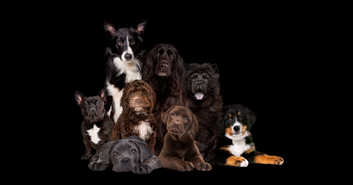 different dog breeds